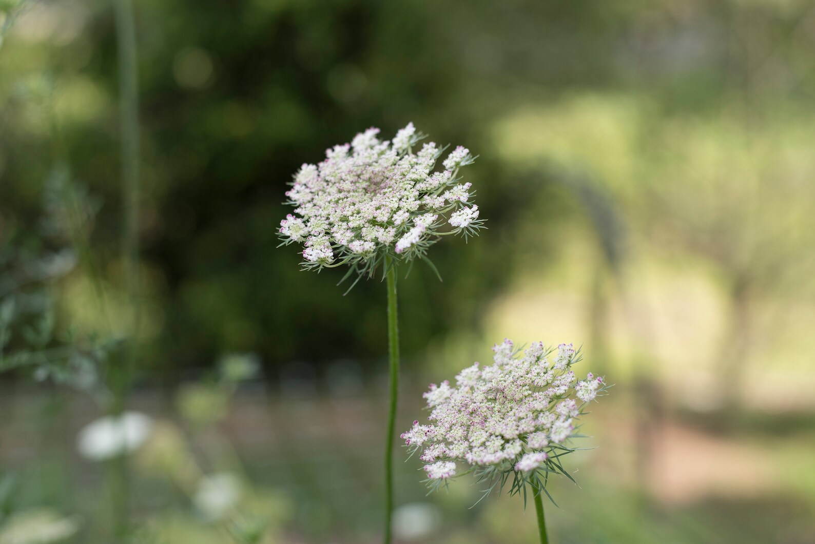 Chocolate Queen Anne's Lace Cut Flower Seeds Etsy