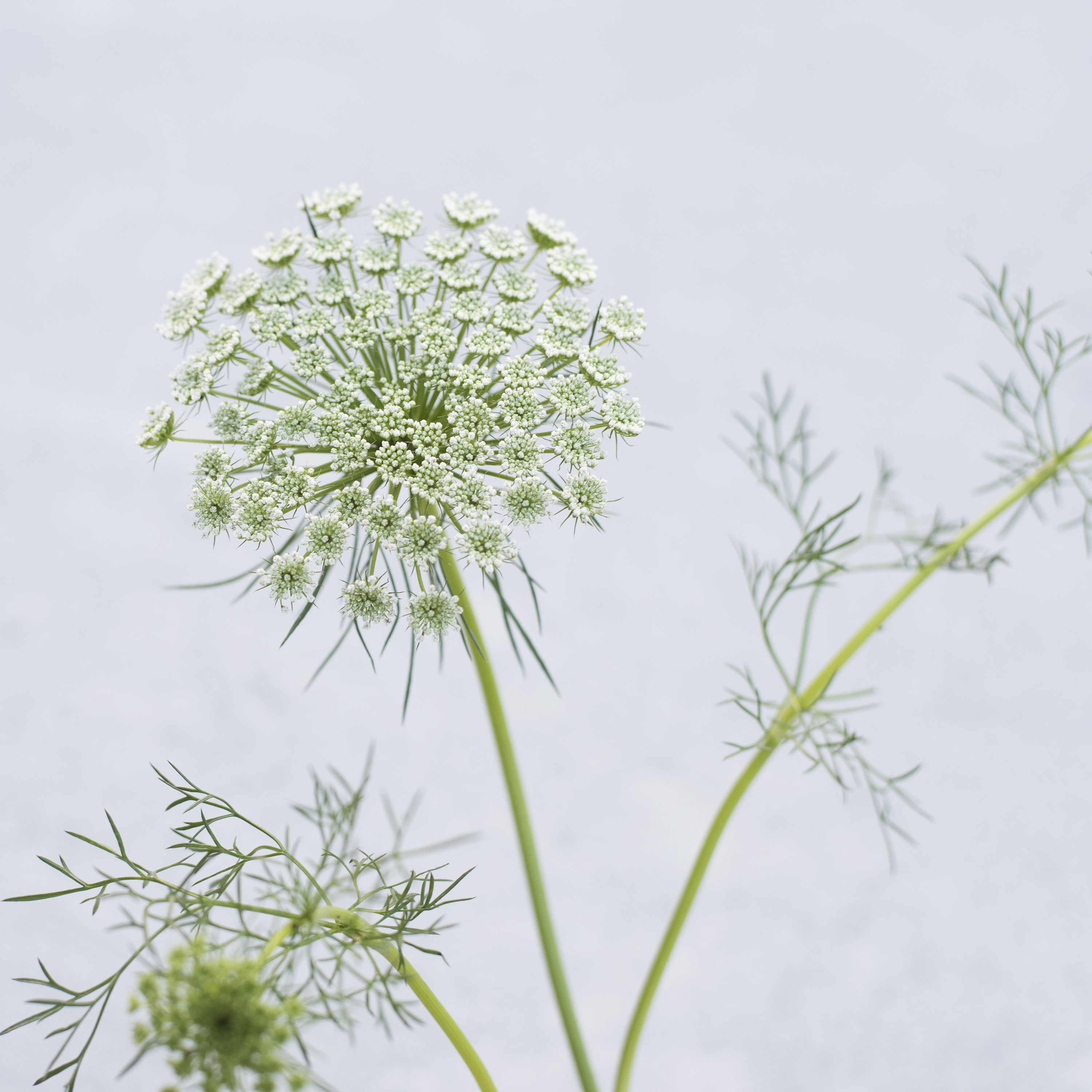 Queen Anne's Lace Ammi Visnaga Green Mist Cut Flower Seeds Etsy Australia