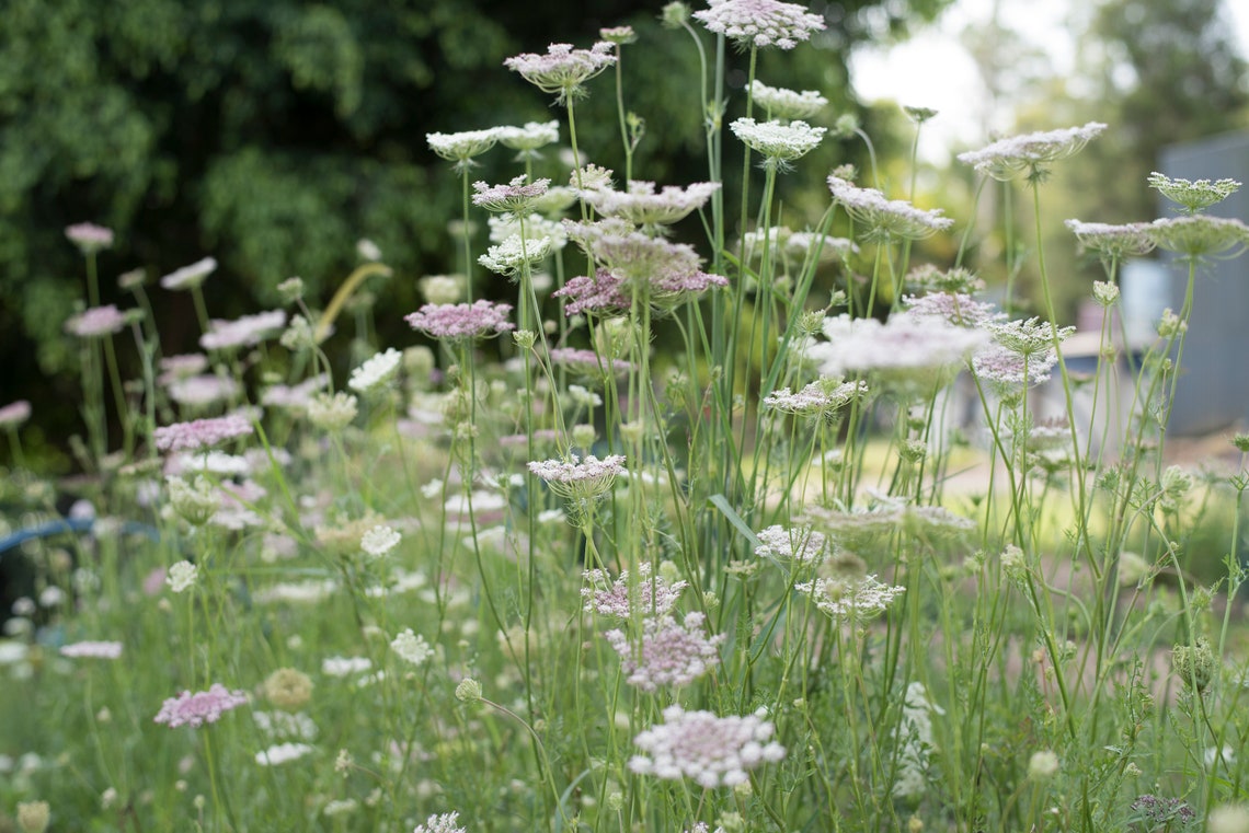 Chocolate Queen Anne's Lace Cut Flower Seeds Etsy