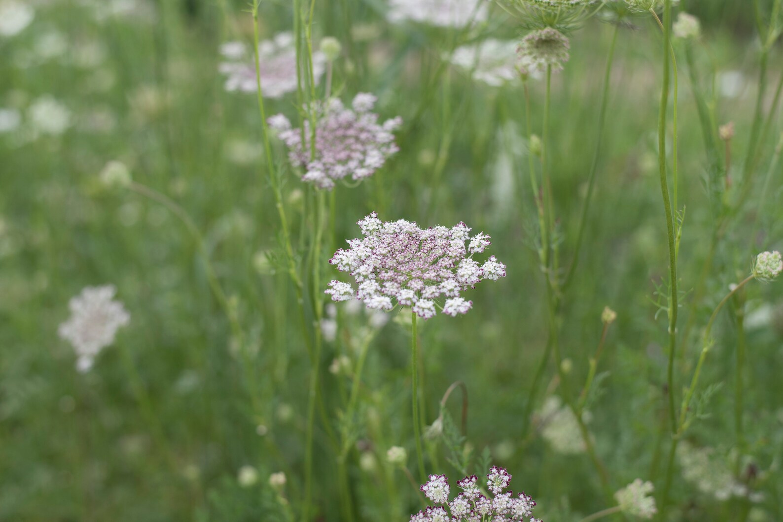 Chocolate Queen Anne's Lace Cut Flower Seeds Etsy