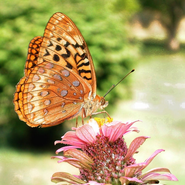 Fritillary Butterfly Feeding on a Flower, Close up Color Photo art print