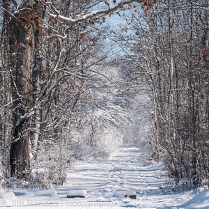 Hiking Trail in Fresh Snow Leading into a Snow Covered forest, a Photo Wall Art Image Printed to your Desired Size, up to 16x24
