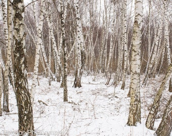 Birch Forest in Winter. Photographic Landscape Art Print of White Birch Trees in Snow