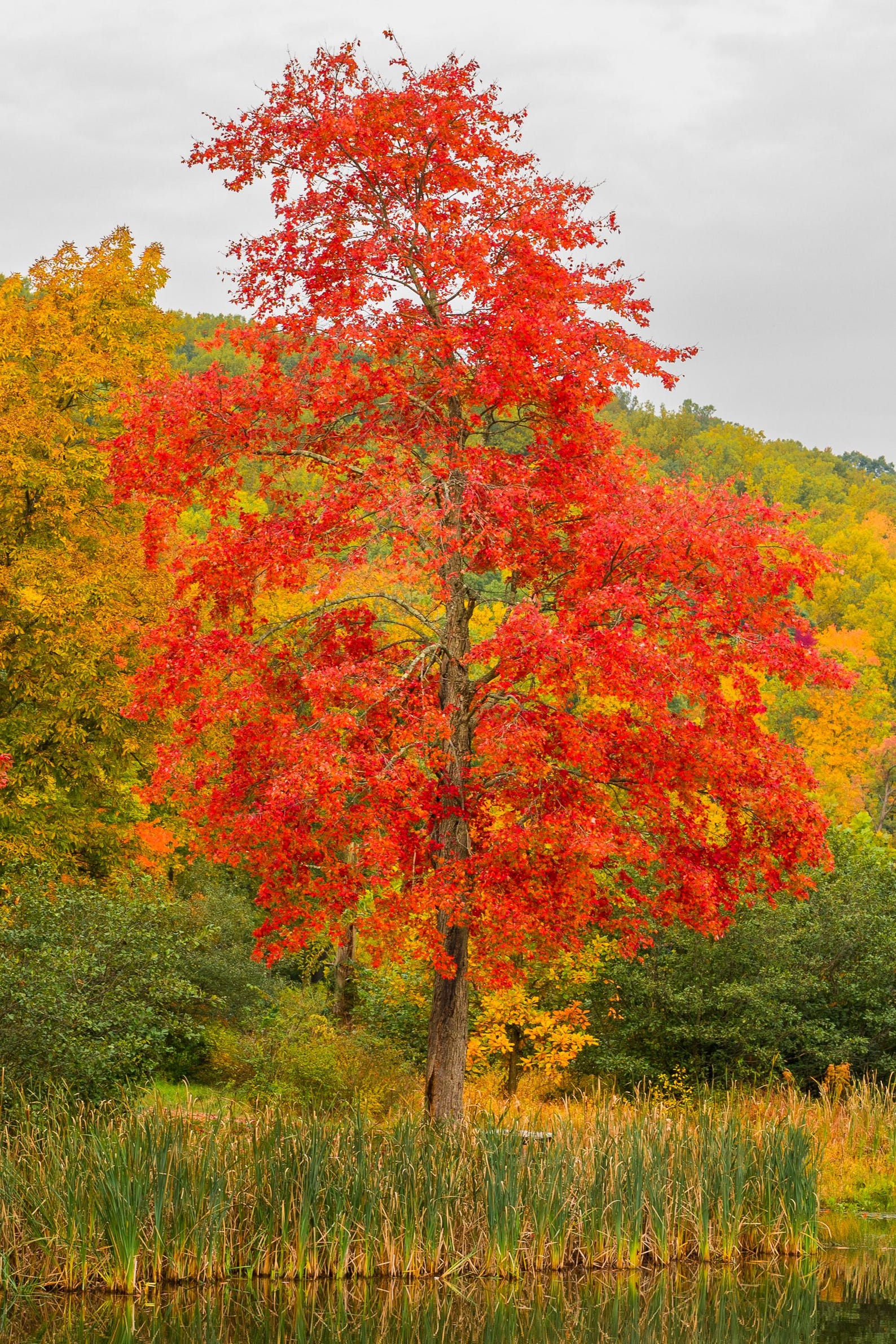 Red Autumn Tree Photo Wall Art Print: Colorful Fall Foliage, Lake ...
