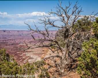 An American West Scenic View from Atop a Desert Canyon, A Lone Tree at a Canyon Rim