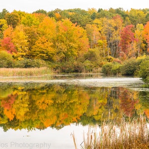 Reflejo sereno de un estanque otoñal: Impresión fotográfica de paisaje con follaje otoñal vibrante para la decoración del hogar