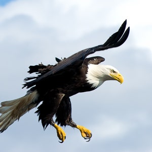Bald Eagle in flight,  An Eagle starting descent, Changing direction in flight, A Wall Art photo Print