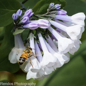 Honeybee on Virginia Bluebells, A nature photographic wall art print, custom printed for your wall