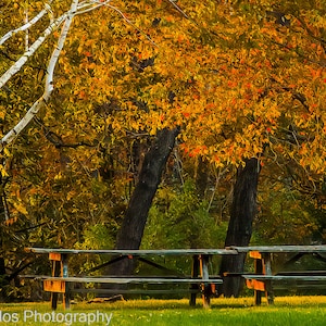 May include: Two wooden picnic tables sit in a clearing in a forest. The tables are made of dark wood and have a natural finish. The forest is filled with trees with yellow and orange leaves. A white birch tree stands in the foreground.