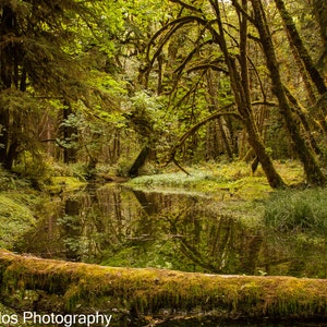 May include: A lush green forest scene with a small pond reflecting the trees. The trees are covered in moss and ferns, creating a tranquil and natural atmosphere.