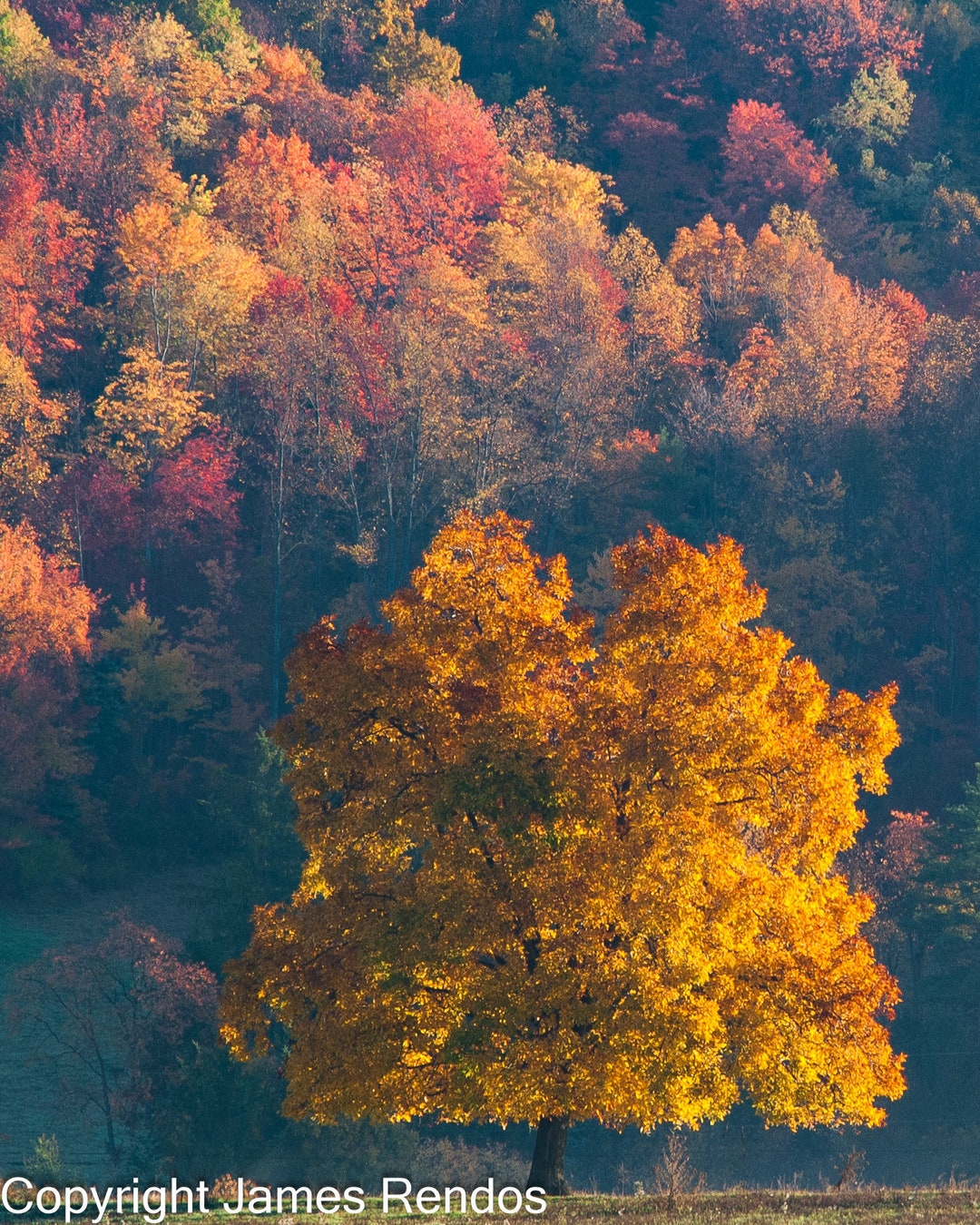 Autumn Tree Photo Art Print, Orange Foliage Wall Decor - Etsy