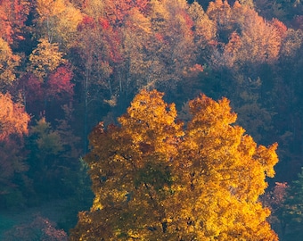 Autumn Tree Photo Art Print, Orange Foliage Wall Decor