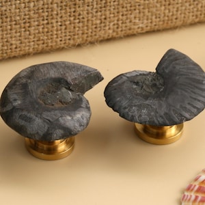 May include: Two dark grey ammonite fossil cabinet knobs with brass bases. The fossil knobs are in the shape of a spiral shell. The background includes a beige surface, a burlap texture, and a seashell.