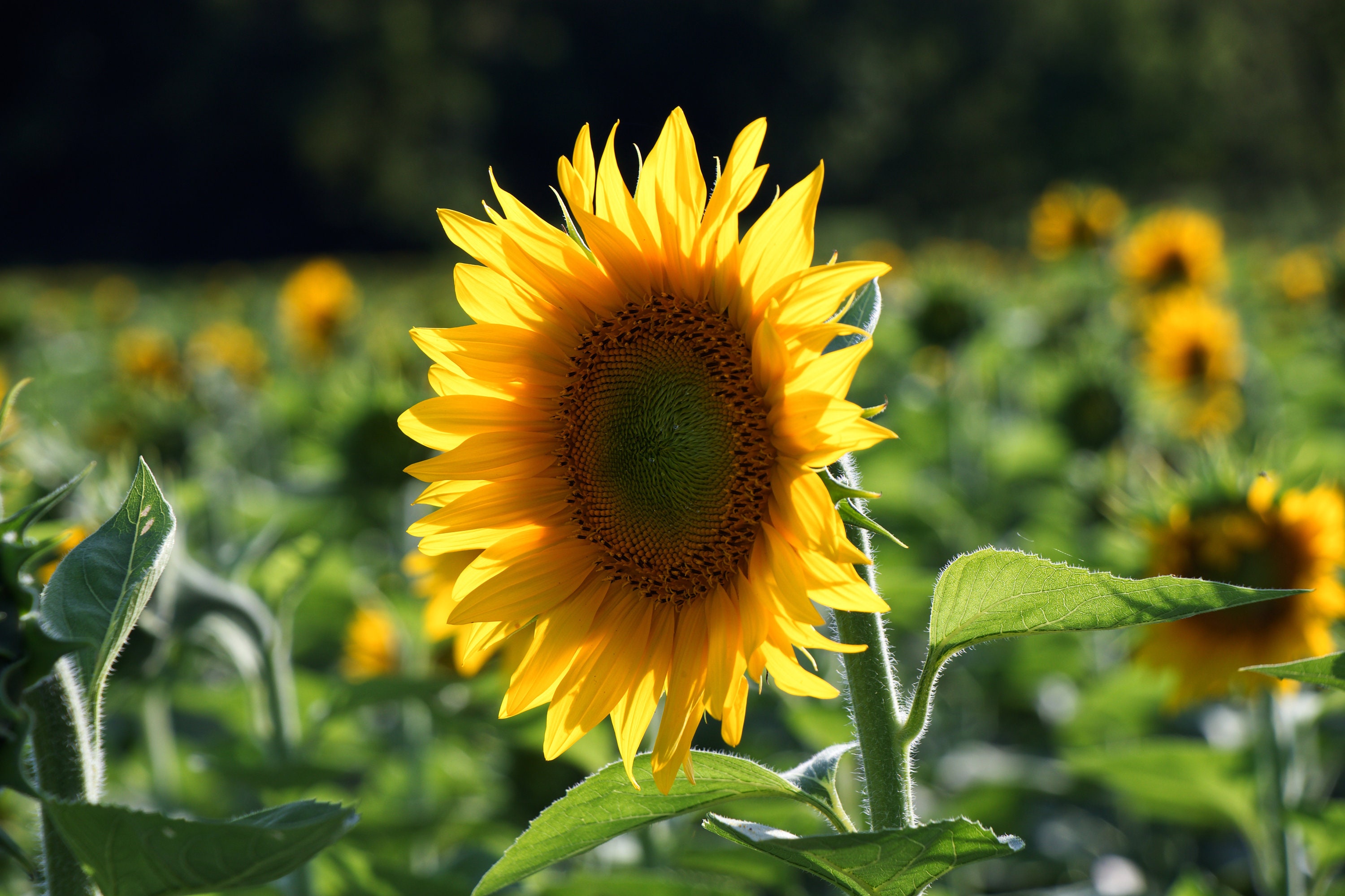 Bright Sunflower Etsy