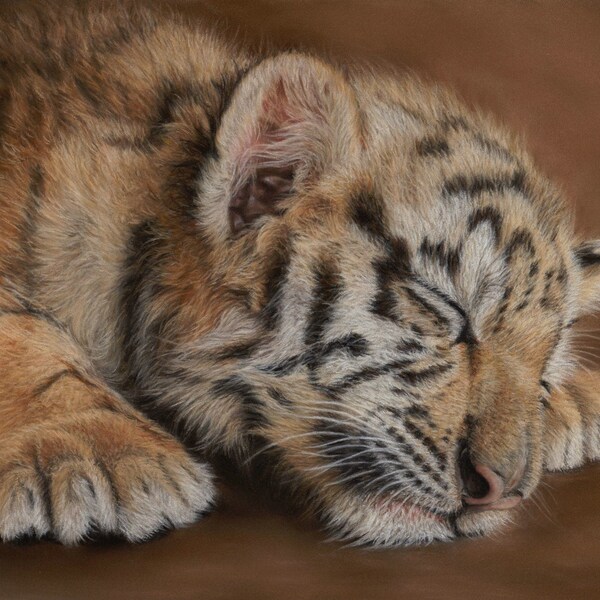 Original pastel drawing of a sleeping tiger baby