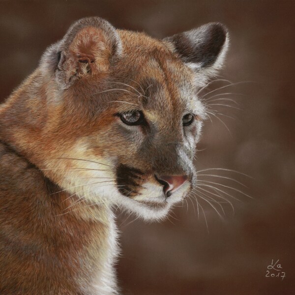 Original pastel drawing of a puma, 29 x 24 cm