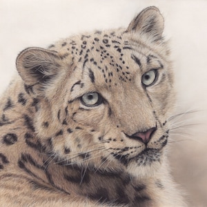 Snow Leopard Original Pastel Drawing 39 x 29 cm