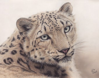 Snow leopard original pastel drawing 39 x 29 cm