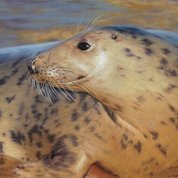 Grey seal original pastel drawing 39 x 29 cm