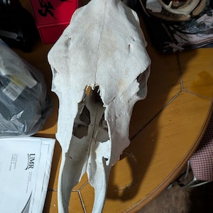 Cow skull