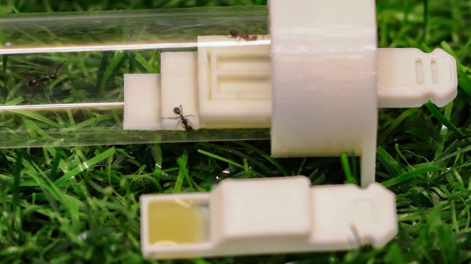 Queen Ant Test Tube Feeding Cover Etsy