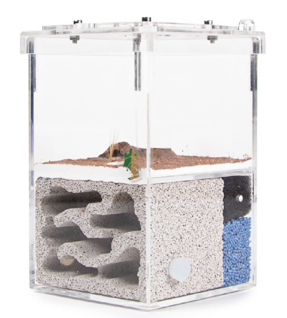 Ant Farm for sale Only 4 left at 60