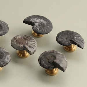 May include: Cabinet knobs with a fossil ammonite design. The knobs are dark grey and textured, with a spiral pattern. Each knob is mounted on a small, gold-coloured base, adding a touch of elegance to the design. Ideal for drawers or cabinets.