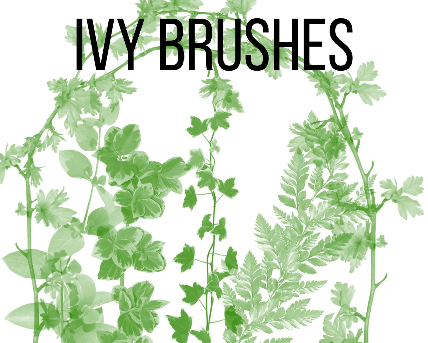 Ivy brushes. brushes. Ivy brushes. Brushes Etsy