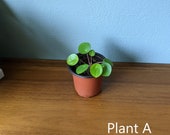 4 Inch Baby Pilea Live Plant