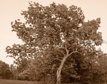 Chapman Park - Dancing Lady Tree