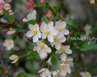 Flowering Crab Apple Photo Print - Spring Blooms Fine Art