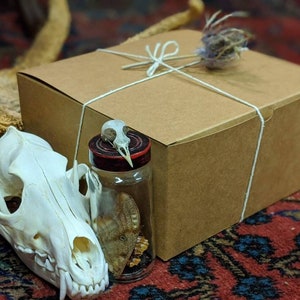 Oddities Mystery Box - Curiosity Collection |Naturalist | Gothic | Macabre | Witch | Dark Academia l Insects | Taxidermy | Bones | Halloween