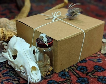 Oddities Mystery Box - Curiosity Collection |Naturalist | Gothic | Macabre | Witch | Dark Academia l Insects | Taxidermy | Bones | Halloween