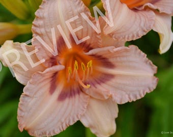 Descarga digital de Daylily Bloom: impresión botánica en tonos pastel, arte mural floral para una decoración inspirada en la naturaleza