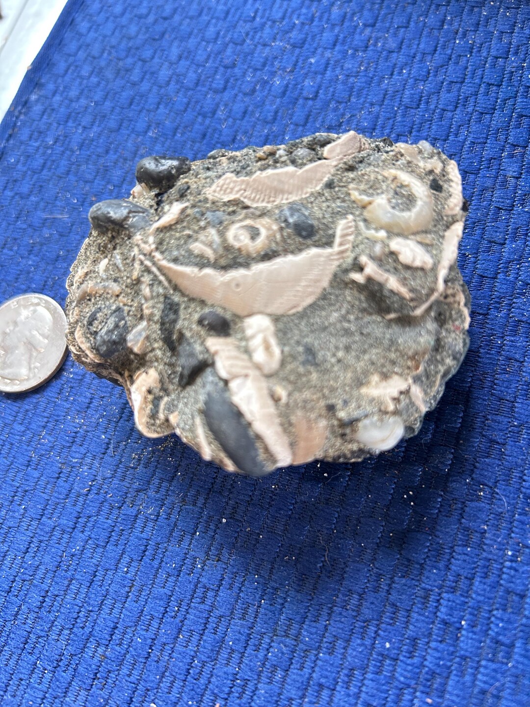 Fossil Rock With Embedded Shells – West Coast Collector Display - Etsy