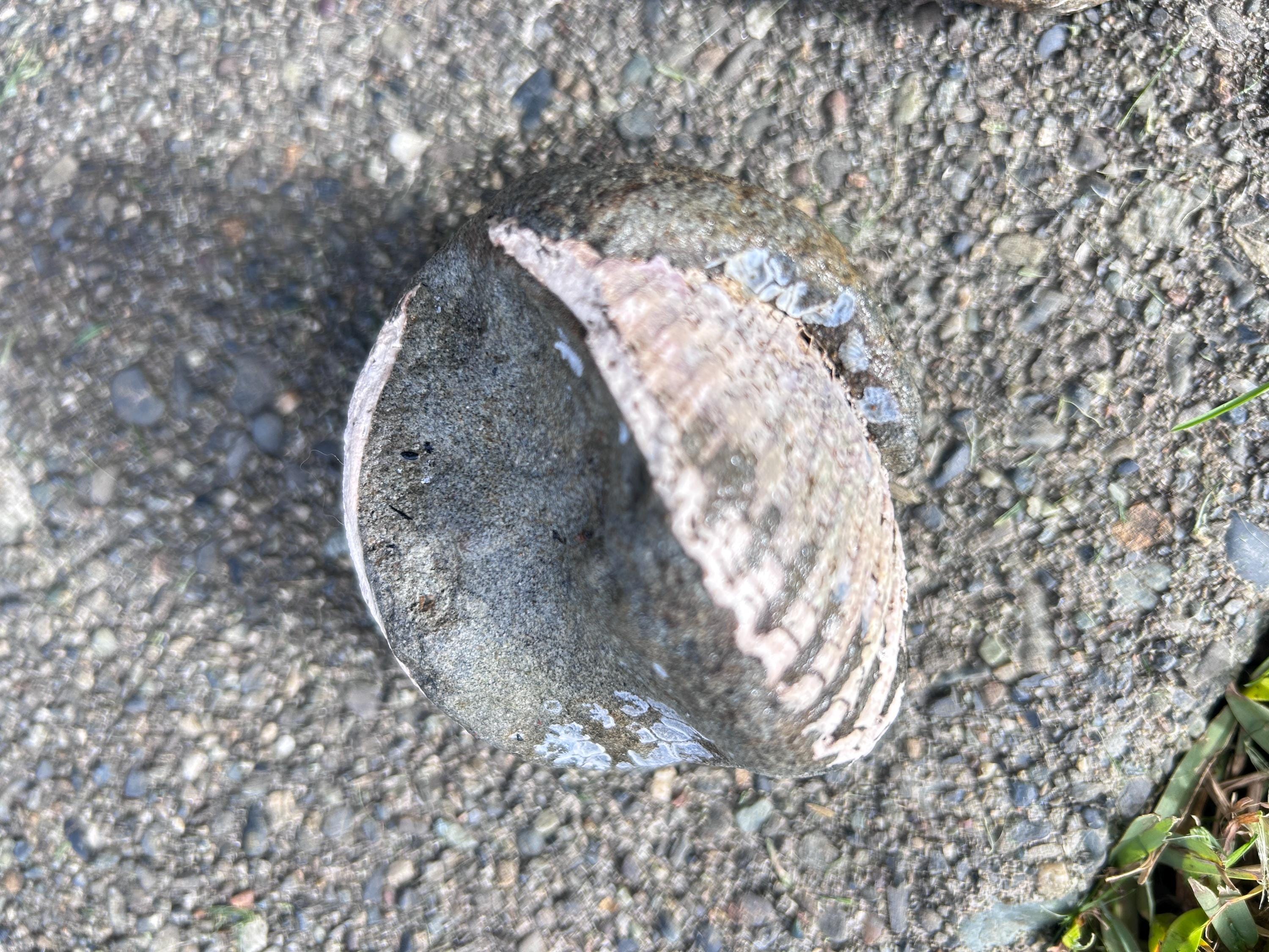 Fossil Rock With Embedded Shells – West Coast Collector Display - Etsy