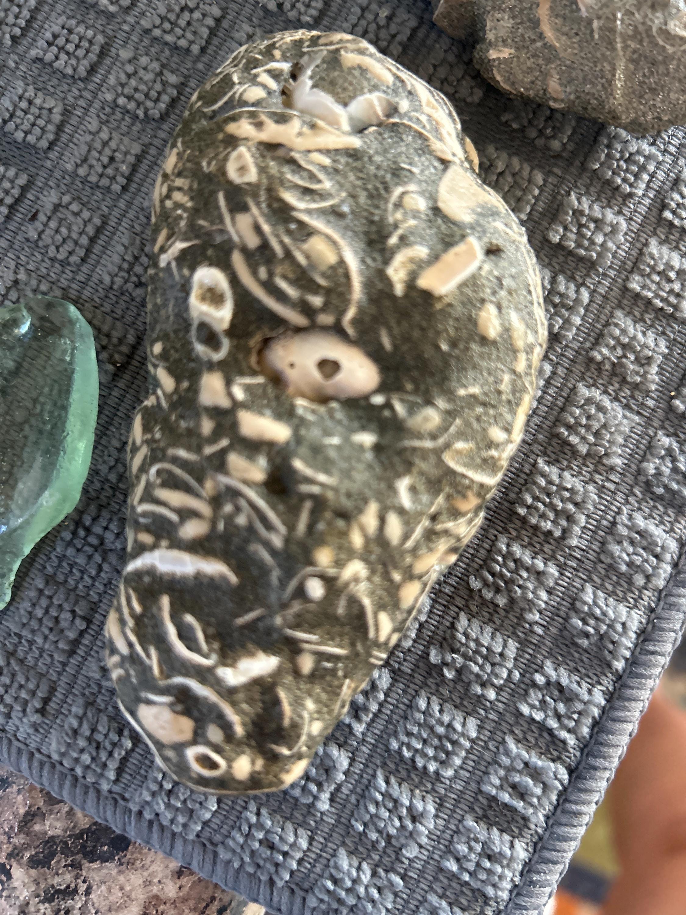 Fossil Rock With Embedded Shells – West Coast Collector Display - Etsy