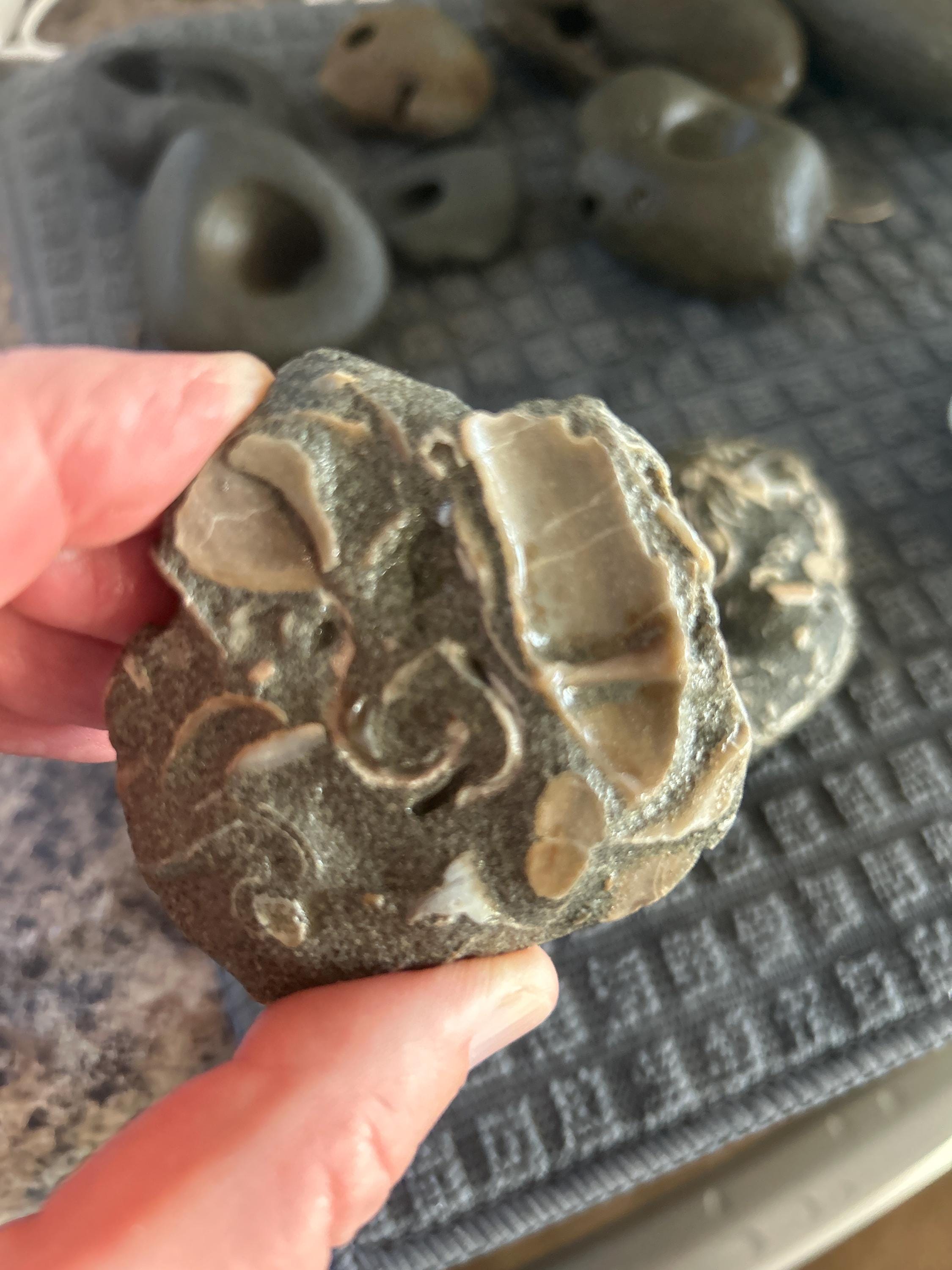 Embedded Shell Fossil Rock With Embedded Shells – West Coast Collector Display - Etsy