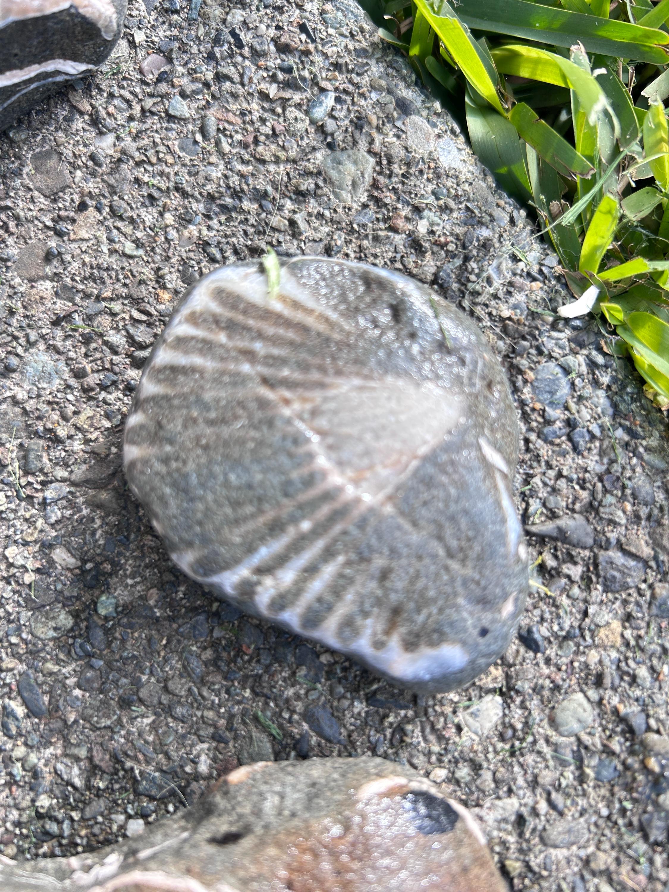 Fossil Rock With Embedded Shells – West Coast Collector Display - Etsy