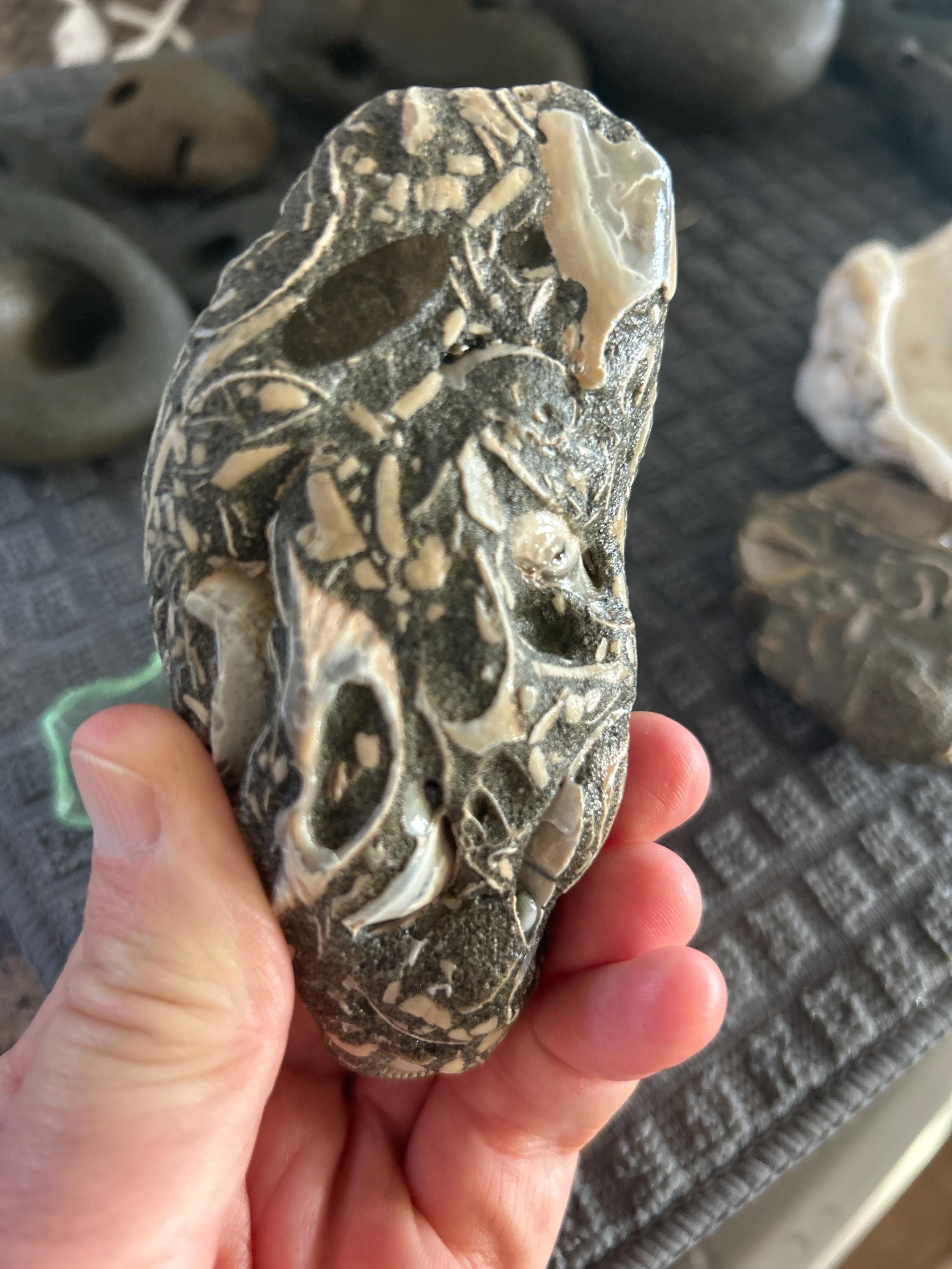 Fossil Rock With Embedded Shells – West Coast Collector Display - Etsy