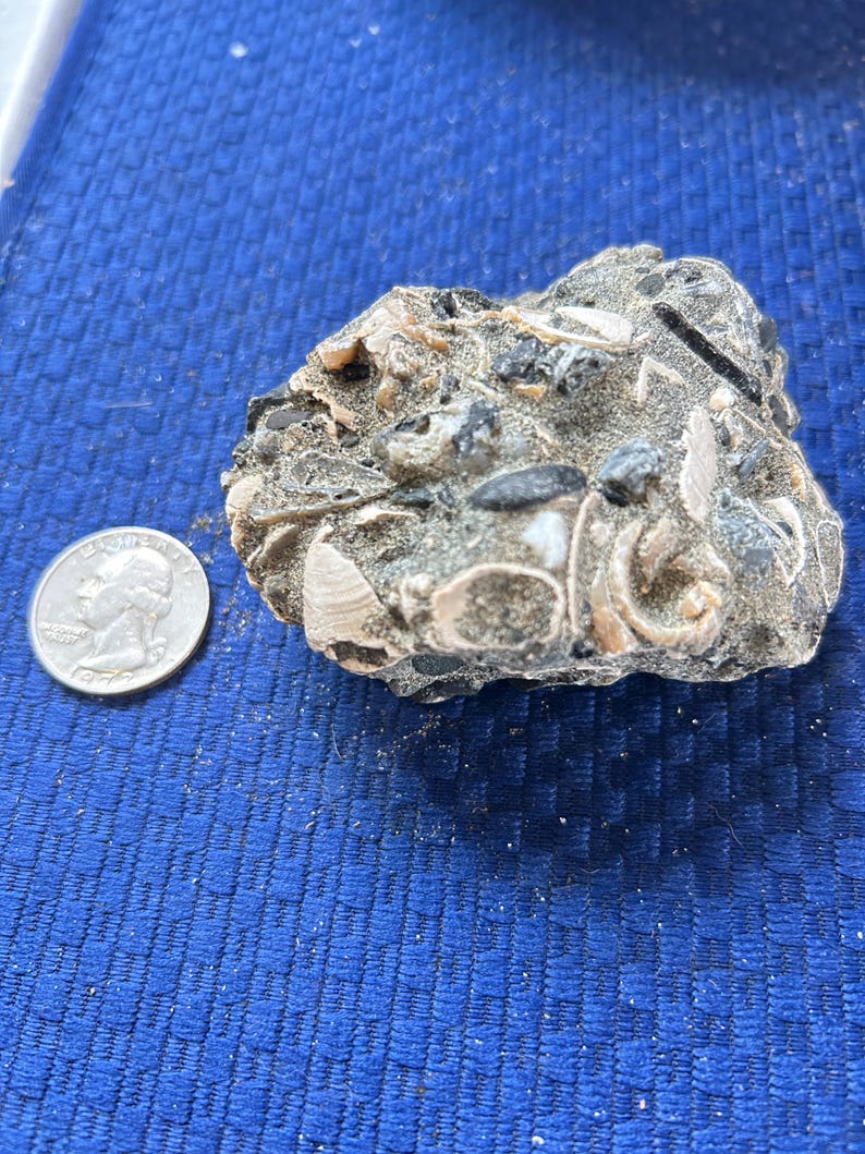 Fossil Rock With Embedded Shells – West Coast Collector Display - Etsy