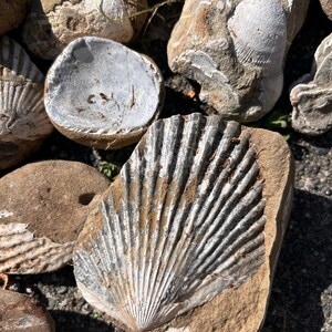 May include: A collection of tan and brown sedimentary rocks containing fossilized seashells. The central rock features a prominent, detailed impression of a fan-shaped scallop shell with distinct radial ridges embedded in the rough stone surface.