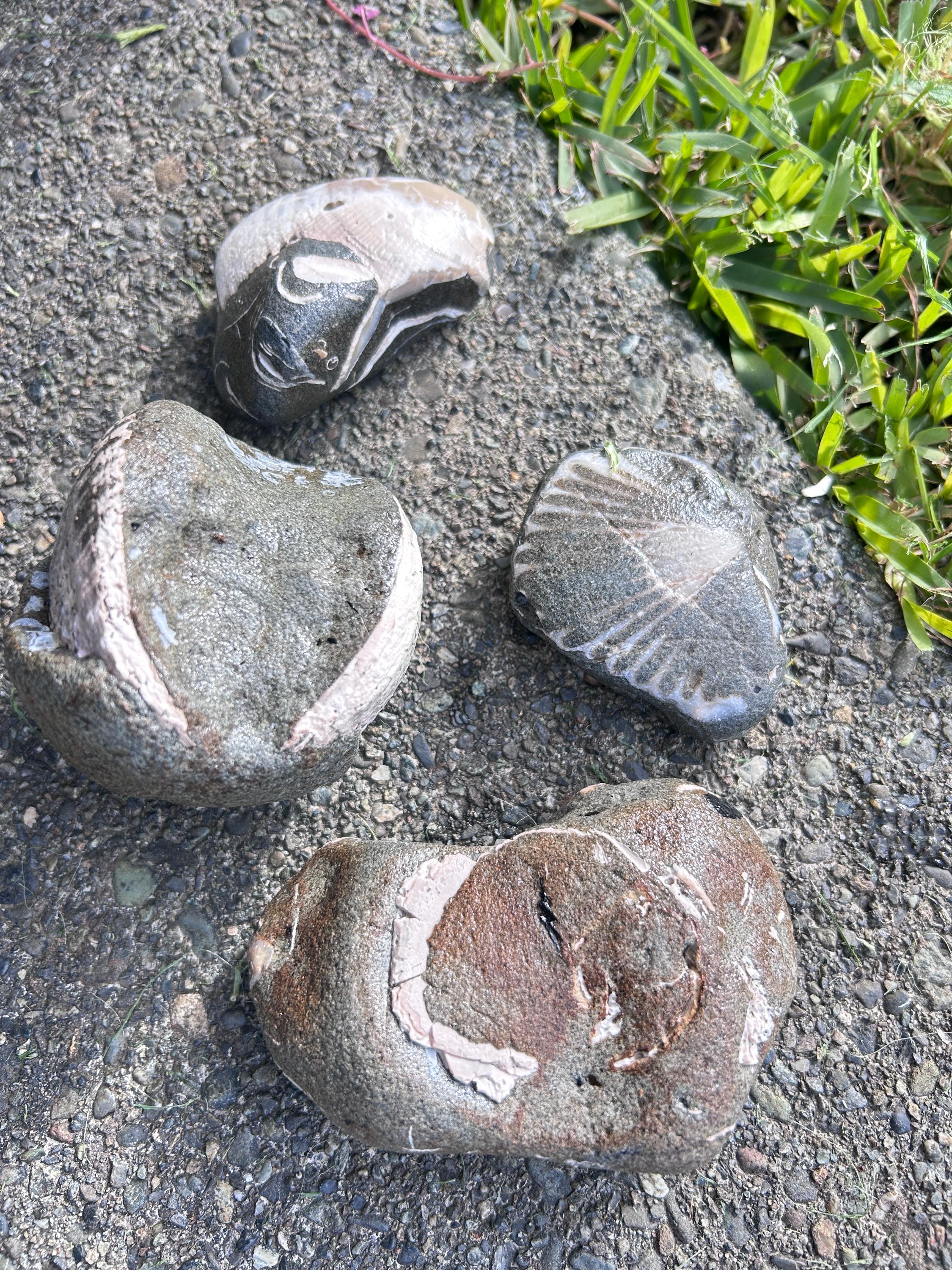 Fossil Rock With Embedded Shells – West Coast Collector Display - Etsy