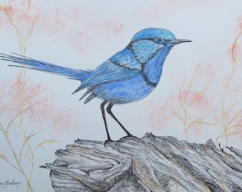 Bird Art 'Splendid Fairy-wren' Original ink and watercolour drawing