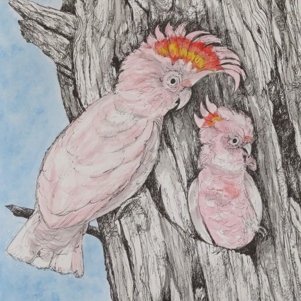 Original Ink and Watercolour ‘Major Mitchell’s Cockatoo’