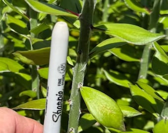 Pereskiopsis diguetii (Spathulata)