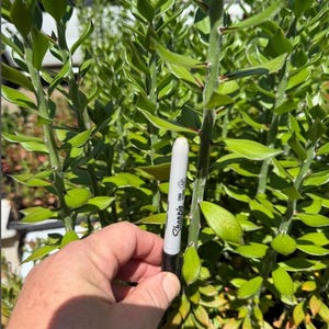 May include: A green succulent plant with tall, segmented stems and pointed leaves, featuring small dark thorns along the stalks. A grey Sharpie fine point marker is held against one of the stems to provide a visual scale for the plant's size.