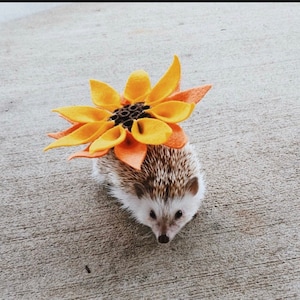 Sunflower Costume for Hedgehogs, guinea pigs, and other small animals