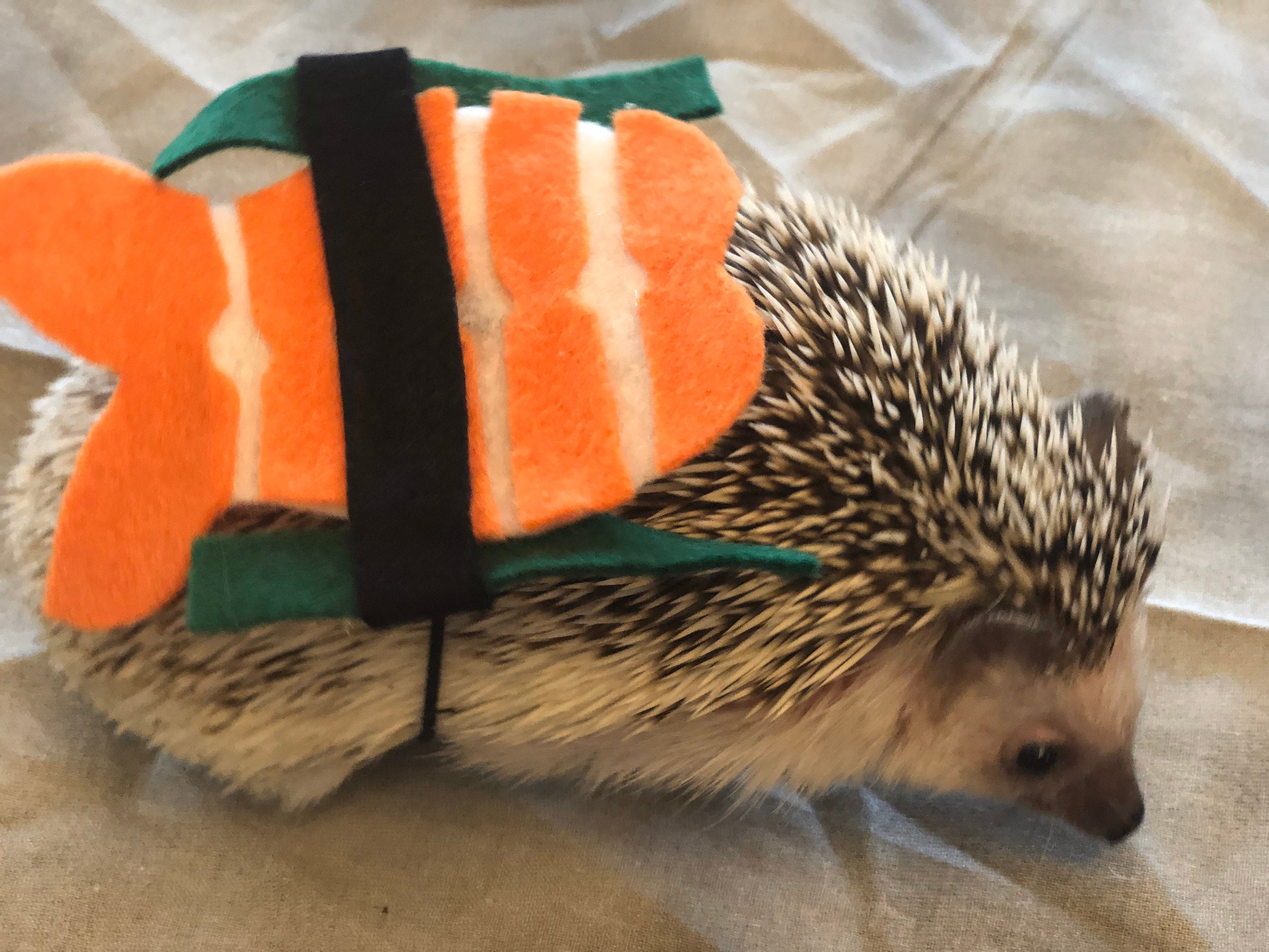 Sushi Costume for Small Pets and Hedgehogs Canada