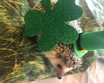 Saint Patrick’s day costume for hedgehogs and other small pets